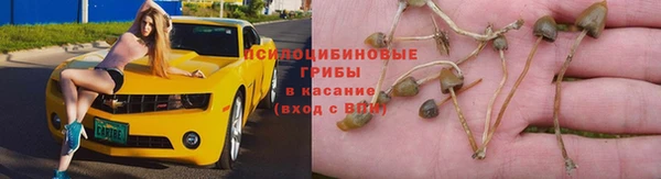 прущие грибы Балахна